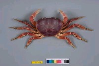 藏品(紫地蟹)的圖片